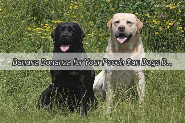 Banana Bonanza for Your Pooch Can Dogs Drink Water After Eating Bananas